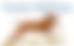 Hungarian Vizsla Welfare Charity | Charici