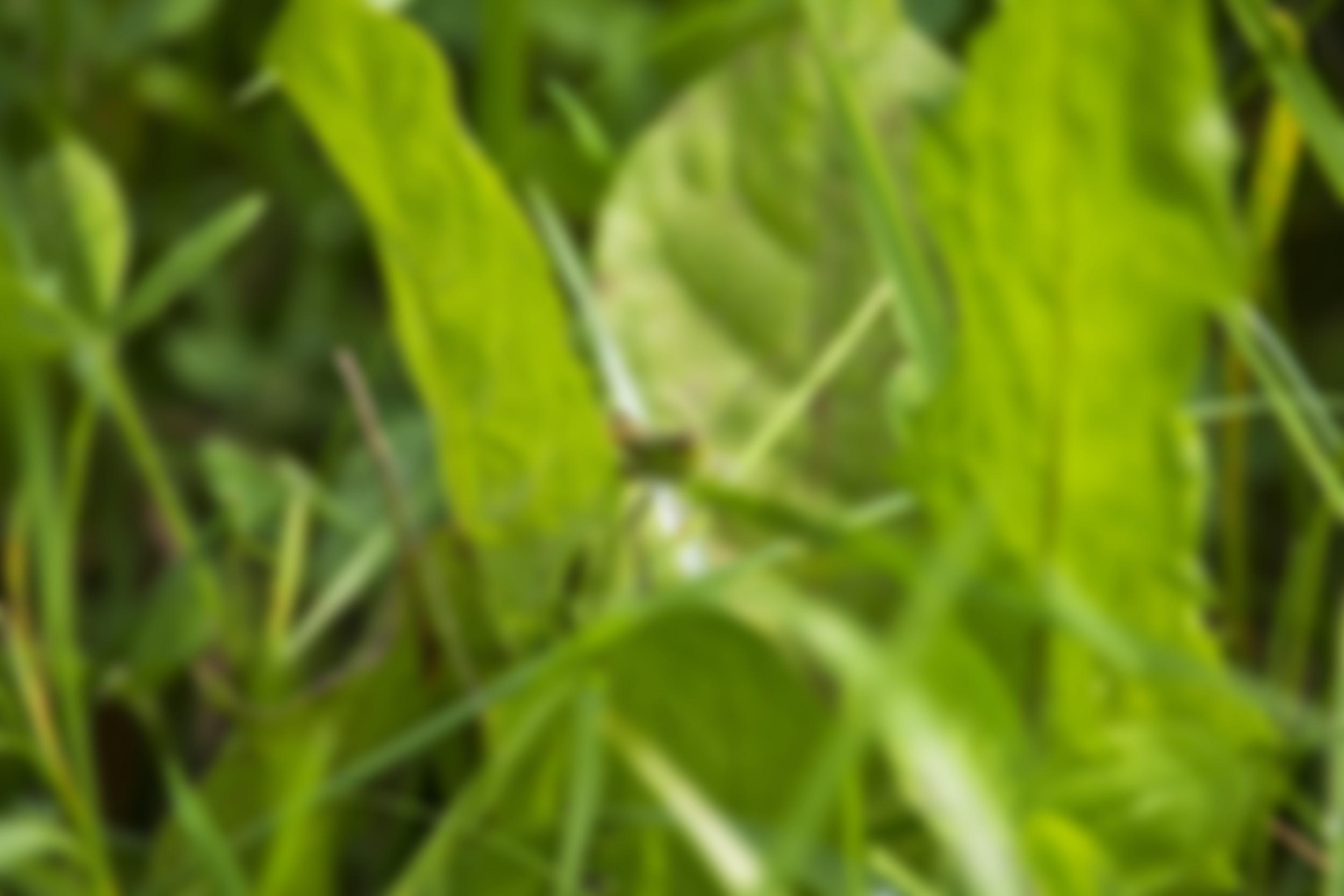 The Grasshopper Music Trust | Charici