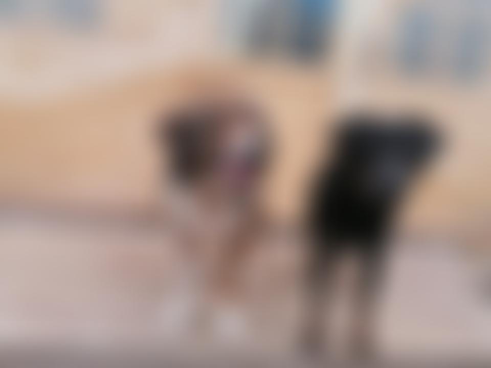 Strays To Stay | Charici