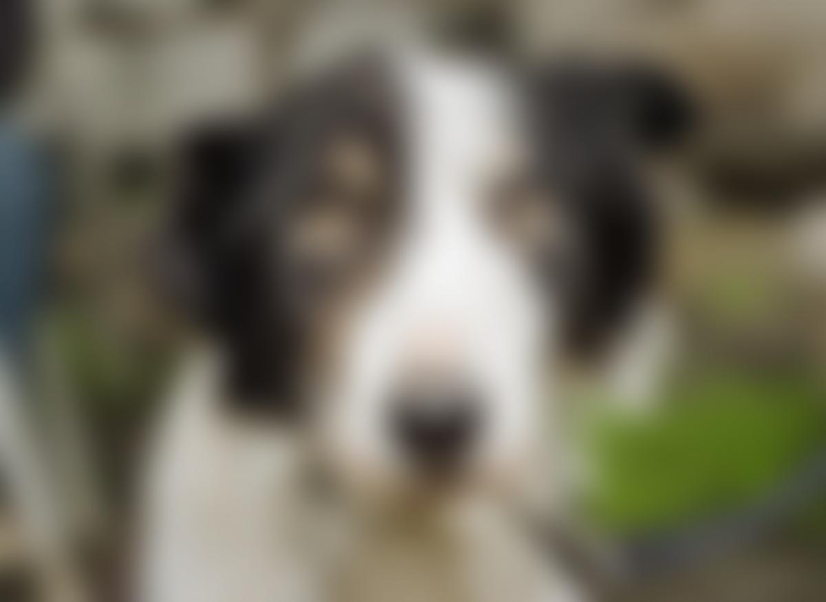 Rescue Me Dogs | Charici