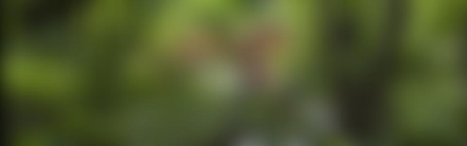 Digswell Lake Society | Charici