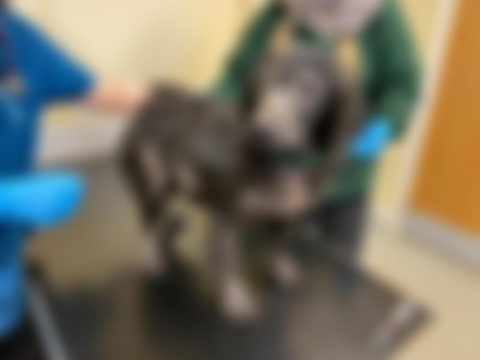 Woodgreen Pets Charity | Charici