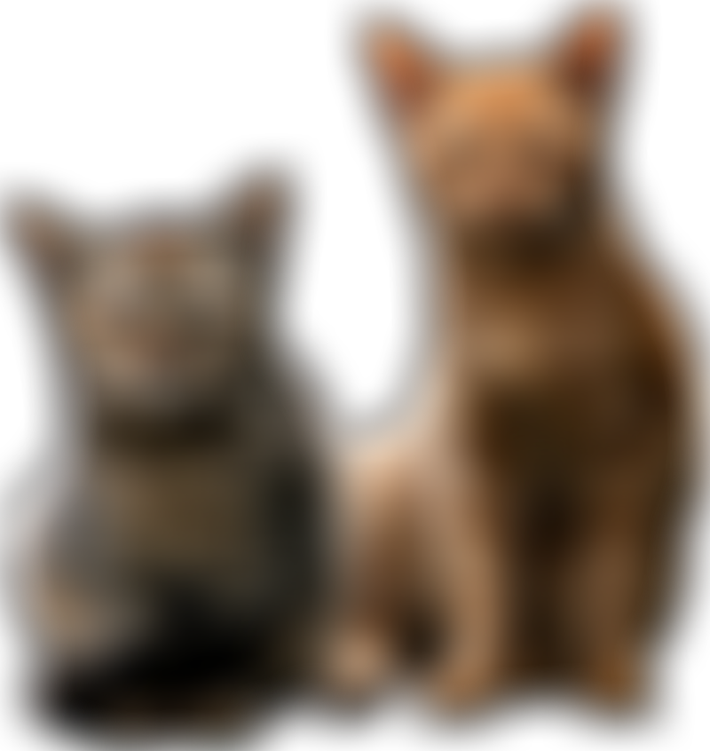 Byfleet Cat Rescue | Charici