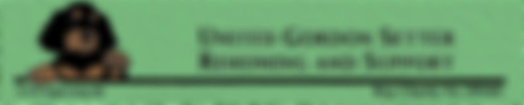 United Gordon Setter Rehoming And Support | Charici