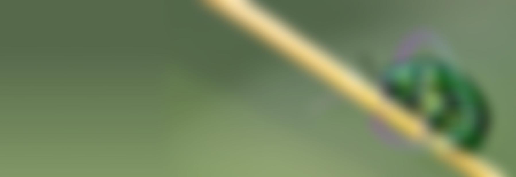 Royal Entomological Society Of London | Charici