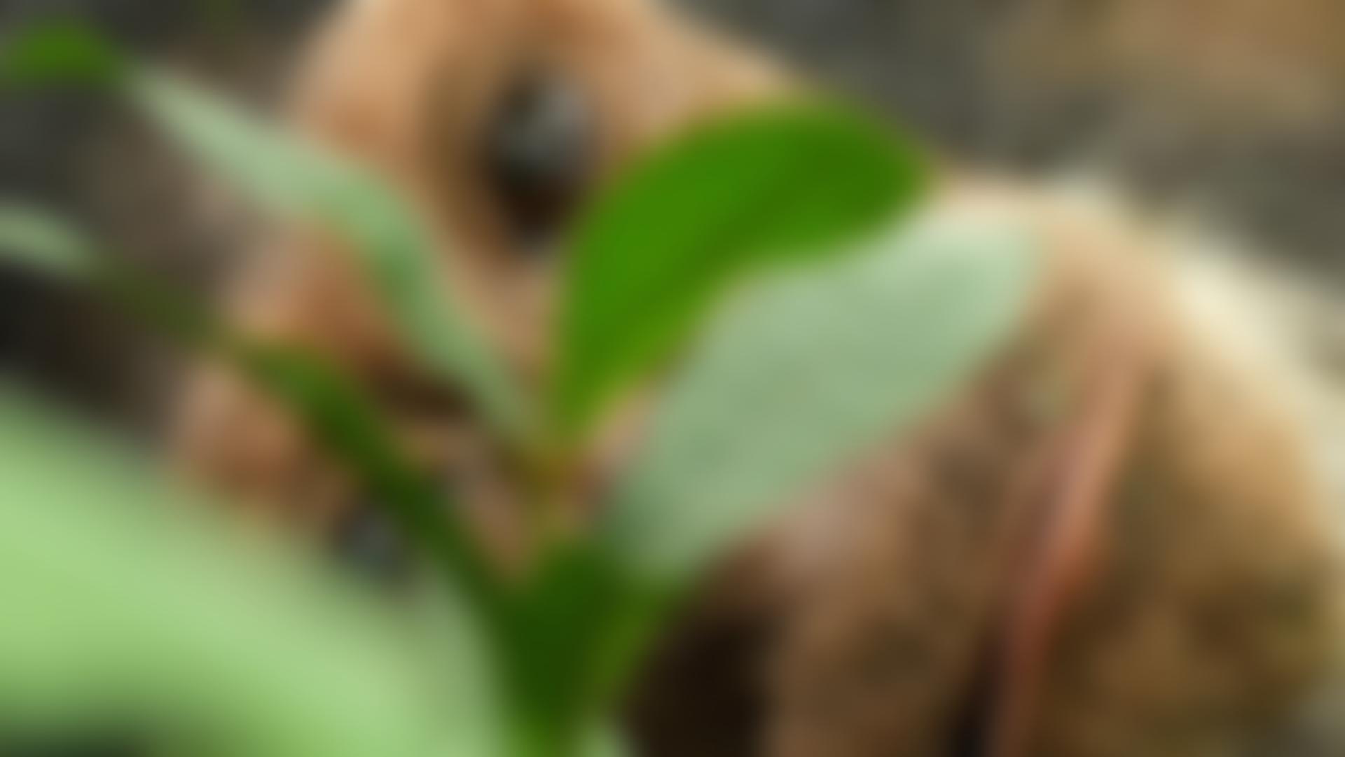 The Jane Goodall Institute (UK) | Charici