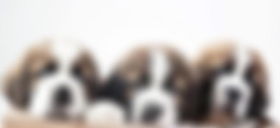 The St Bernard Trust | Charici